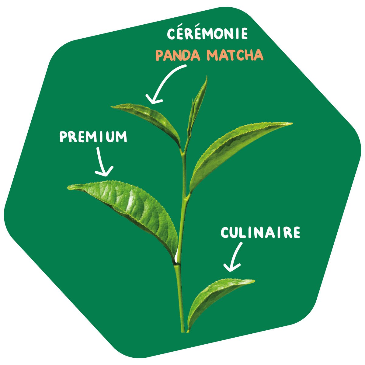 Thé Matcha Cérémonie Bio en Poudre